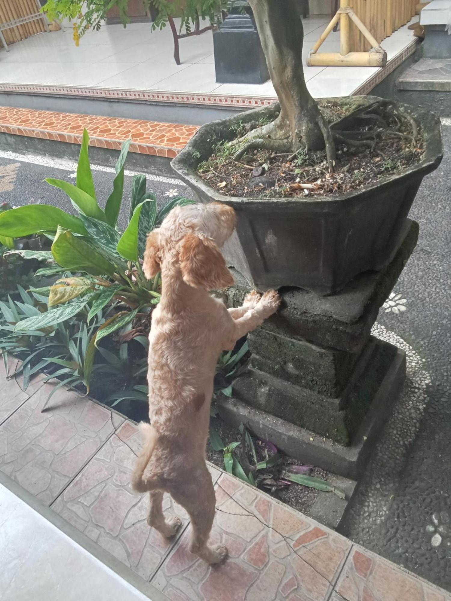 Dewi Antara Homestay Ubud Værelse billede